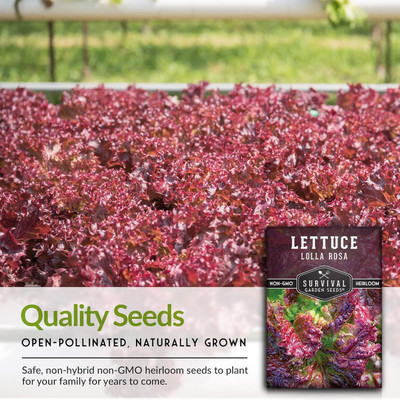 Qualtivate ICRA-9A Lolla Rosa Lettuce Seeds Seed(300 per packet)