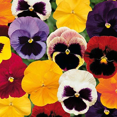 CYBEXIS Pansy F1 Blotch Mixed Color Flowering Seeds Seed(50 per packet)