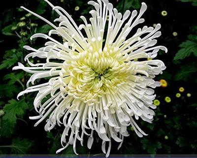 CYBEXIS KGF -3 - White Spider Chrysanthemum Bonsai Flower - (90 Seeds) Seed(90 per packet)