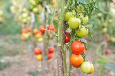 Cosmos tomato Seed(65 per packet)
