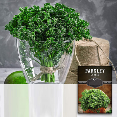 CYBEXIS VVI-55 - Parsley Moss Curled - (2250 Seeds) Seed(2250 per packet)