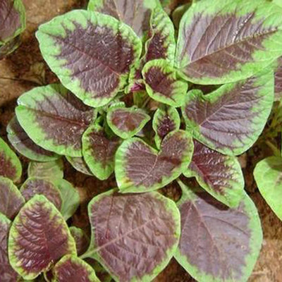 CYBEXIS Seeds Red Stripe Leaf Open Pollinated Non-GMO Amaranth Spinach700 Seeds Seed(700 per packet)