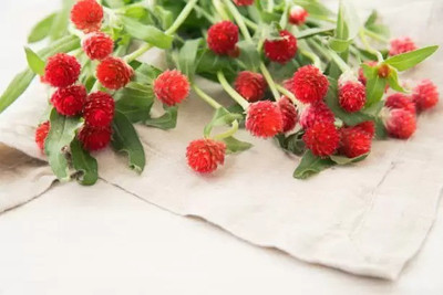 Aro Gomphrena Seed(45 per packet)