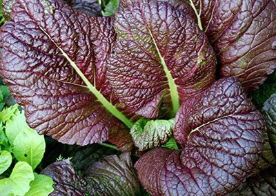 Qualtivate PUAS-1A Red Giant Mustard Greens Seed(300 per packet)