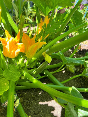 KNESSiN Non Gmo Hybrid Black Beauty Zucchini Fresh Healthy Seeds - (500 Seeds) Seed(500 per packet)