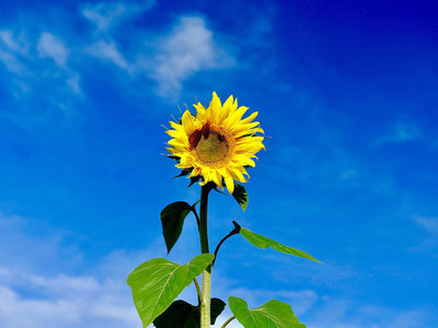 Seedsqlty giant sunflower seeds for planting, high germination (10 seeds) Seed(10 per packet)
