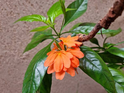jaishreeradhe kanakambaram-firecracker-crossandra Seed(39 per packet)