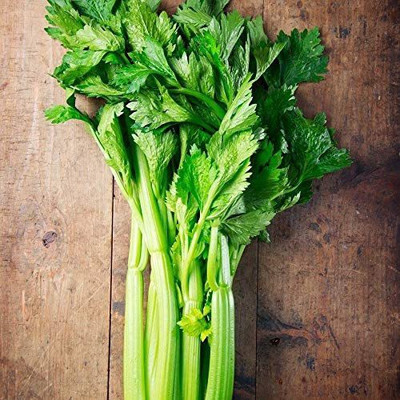 CYBEXIS LX-13 - Tall Utah 52/70 Celery - (2250 Seeds) Seed(2250 per packet)