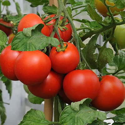 KANAYA Italian Red Cherry Tomato Vegetable Seed(950 per packet)