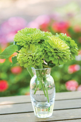 Qualtivate XLL-71 Tequila Lime Zinnia Seeds Seed(25 per packet)