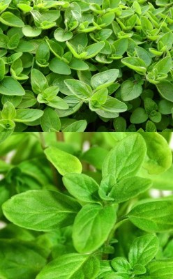 XOLDA Organic marjoram herb Seed(11 per packet)