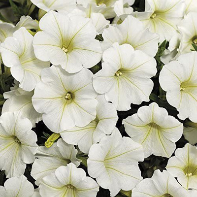 CYBEXIS TLX-7 - Petunia Wave Collection - (180 Seeds) Seed(180 per packet)