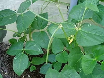 Aro Cowpea, Lobia Seed(45 per packet)