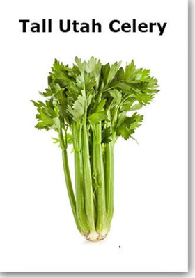 ENTENT Tall Utah Celery (Apium graveolens) Seed(120 per packet)
