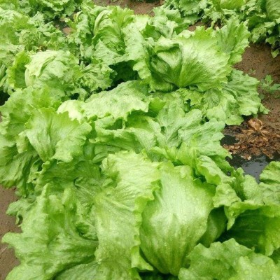 KNESSiN Sweet Lettuce Seed(200 per packet)