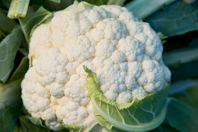 Farmonix white cauliflower,gobhee seeds Seed(13 per packet)