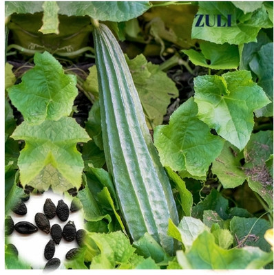 UGADO Ridge gourd, Cucumber Kaya, Pack of 2 packet Seed(50 per packet)