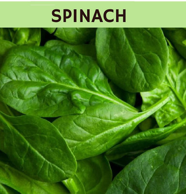 Qualtivate PUAS-2A Desi Palak Spinach Seeds Seed(300 per packet)
