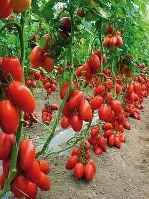 Dbbrothers hybrid tomato seeds for Home Garden pack of 44 Seed(44 per packet)