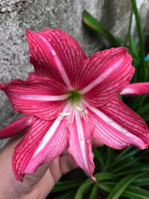 SIDDHI VINAYAK GALLERY Amaryllis Hippeastrum Lilly Flower Bulbs Double dark pink For Home Garden Seed(1 per packet)