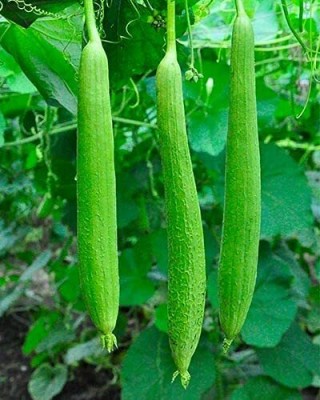 EKAKSHAR High Yield Hybrid Rare Long chichinda Snake Gourd Vegetable 110 Seeds A217 Seed(110 per packet)