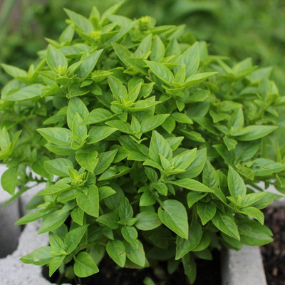 WILLVINE VXI-45 Basil, Spicy Globe Herb Seeds Seed(1000 per packet)