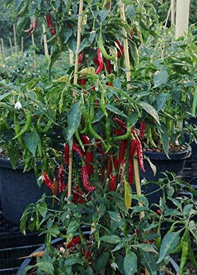 WILLVINE Fast Germination Pusa Jwala Chilli/mirch Seeds-[3000 Seeds] Seed(3000 per packet)