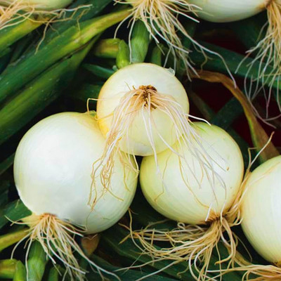 VibeX ® RXI-1166 White Sweet Onion Seeds Seed(1000 per packet)