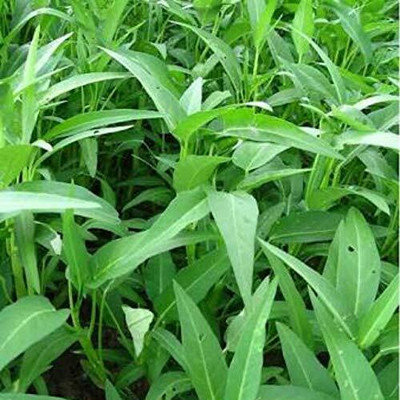 WILLVINE Water Spinach Green Leaf Kolmi Shag Hybrid Seeds-[400 Seeds] Seed(400 per packet)