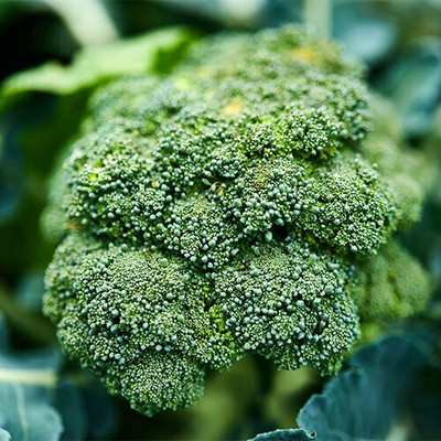 the green dotcom broccoli sprout seeds Seed(40 per packet)
