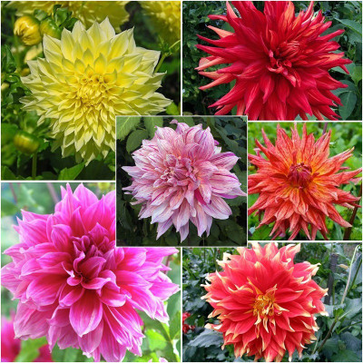 R-DRoz Dahlia Flowers Magnif Seeds - Pack of 40 Seeds Seed(40 per packet)