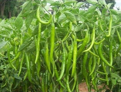 Jevik Green Chilli Seed(100 per packet)