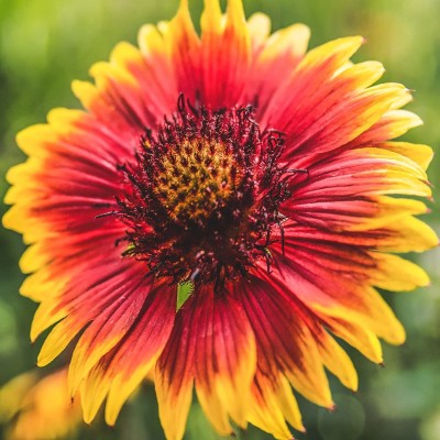 VibeX XL-97 - Flower Gaillardia Firewheel Sunflower Red Yellow - (180 Seeds) Seed(180 per packet)