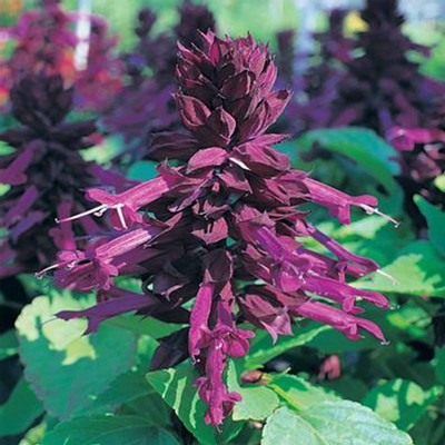 Biosnyg Salvia Flower Garden Seeds - Sizzler Series -Purple[100 Seeds] Seed(100 per packet)