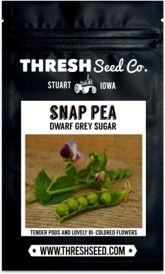 VibeX ® XLR-458 Dwarf Grey Sugar Pea Seed(50 per packet)