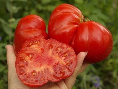 KNESSiN Tomato MARMANDE Seed(1250 per packet)