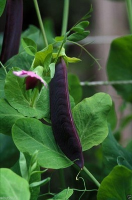 Qualtivate XXX-2A Snow Pea Seeds, Purple Pods Seed(200 per packet)