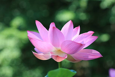 Adharvya lotus,kamal gatta Seed(11 per packet)