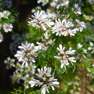 CYBEXIS VXI-53 - Coriander for Planting - (250 Seeds) Seed(250 per packet)