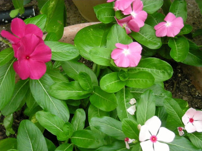 Platis DWARF LITTLE MIX VINCA Rosea Mixed Seed(100 per packet)