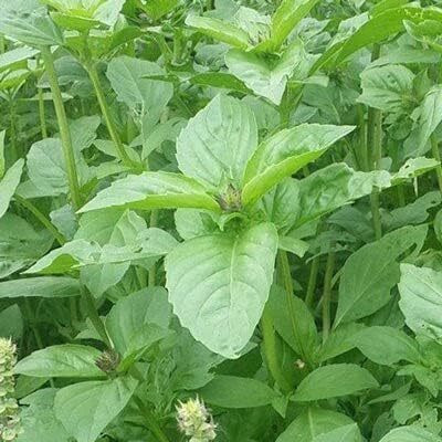 Qualtivate TLX-37 Lemon Basil Seeds Seed(1000 per packet)