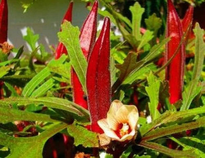 wequality Red okra f1 hybrid vendi seeds/ladies finger seeds 48 Seed(48 per packet)