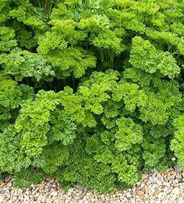 Qualtivate GBPUT-131 Herb Curly-Leaf Parsley Paramount Green Seed(500 per packet)
