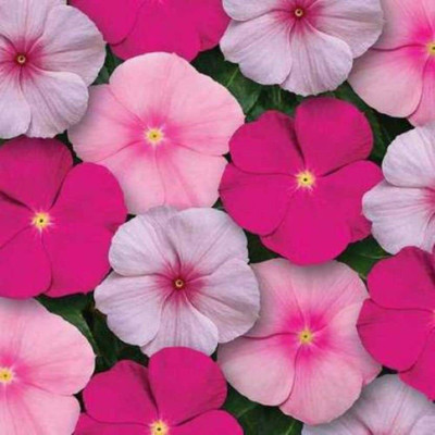 Lorvox Vinca rosea Dwarf Mixed Flower Seed(28 per packet)
