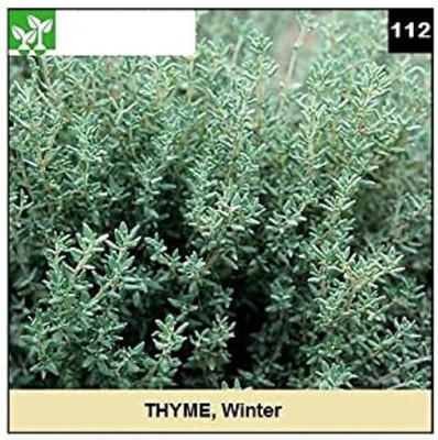 CYBEXIS WINTER THYME 400 Seeds Seed(400 per packet)