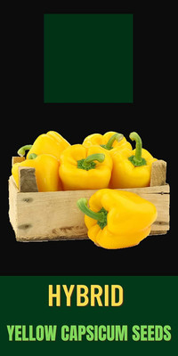 VibeX ® LXI-287 F1 Capsicum Yellow Hybrid Seeds Seed(200 per packet)