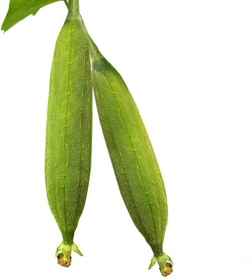 Quentova Sponge Gourd/turai/tori-ROC-9A Seed(100 per packet)