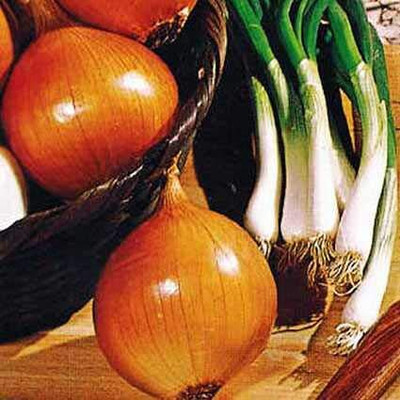 Qualtivate GBPT-7A Onion Orange Seeds Seed(500 per packet)