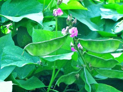 GREENSEA Broad Bean, Dolichos Seed(34 per packet)