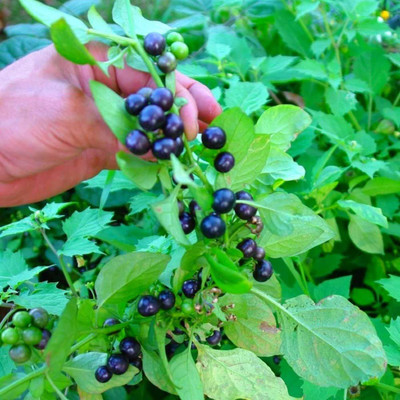 VibeX ® VMR-677 Black Night Shade (Manathakali) Seed(500 per packet)